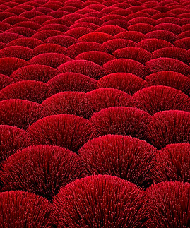 Image by Bernd 📷 Dittrich