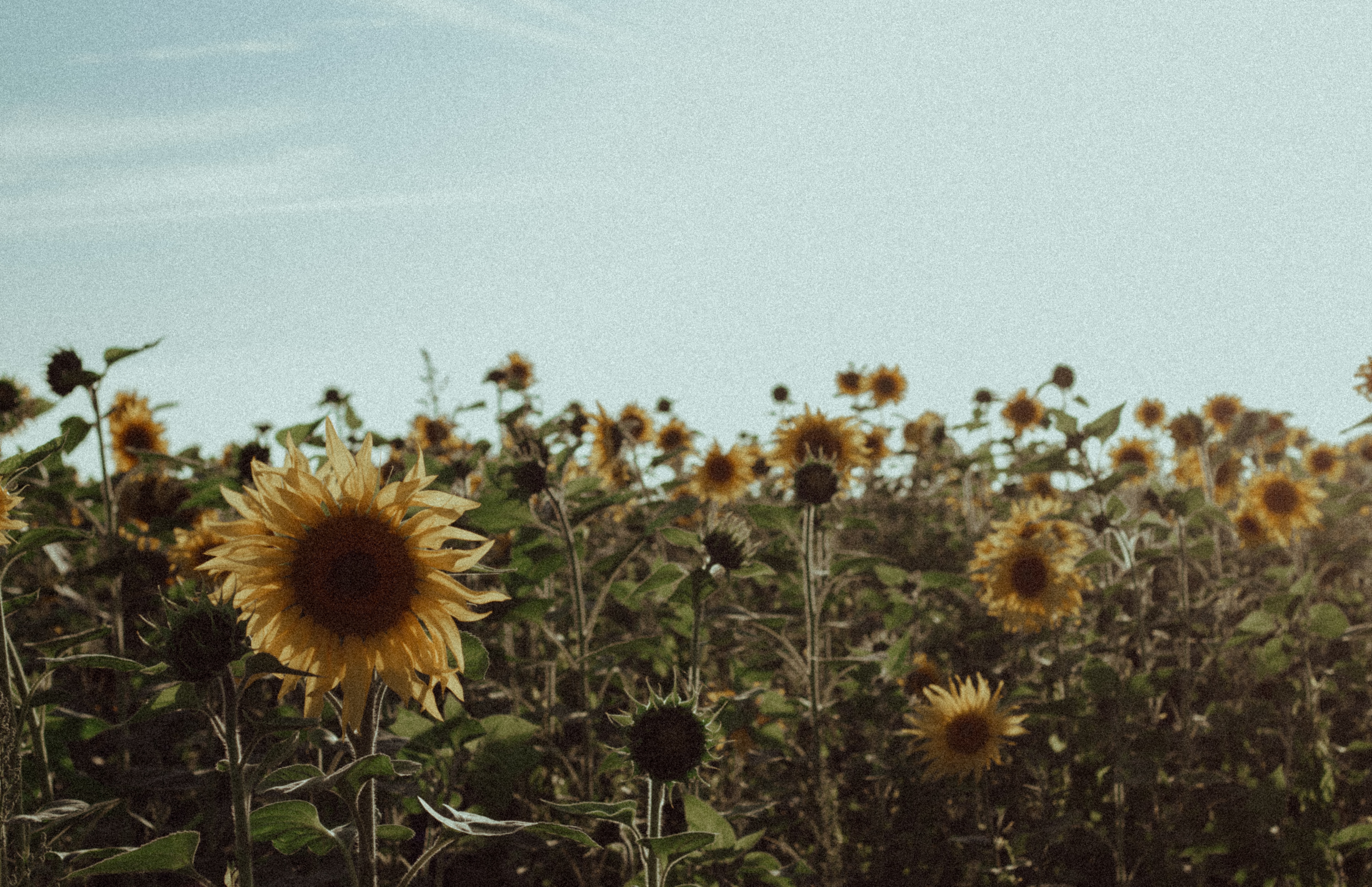 A Step-by-Step Guide to Fixing Grainy Footage with Neat Video
