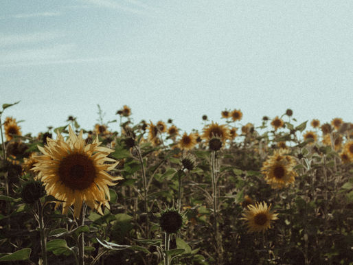 A Step-by-Step Guide to Fixing Grainy Footage with Neat Video