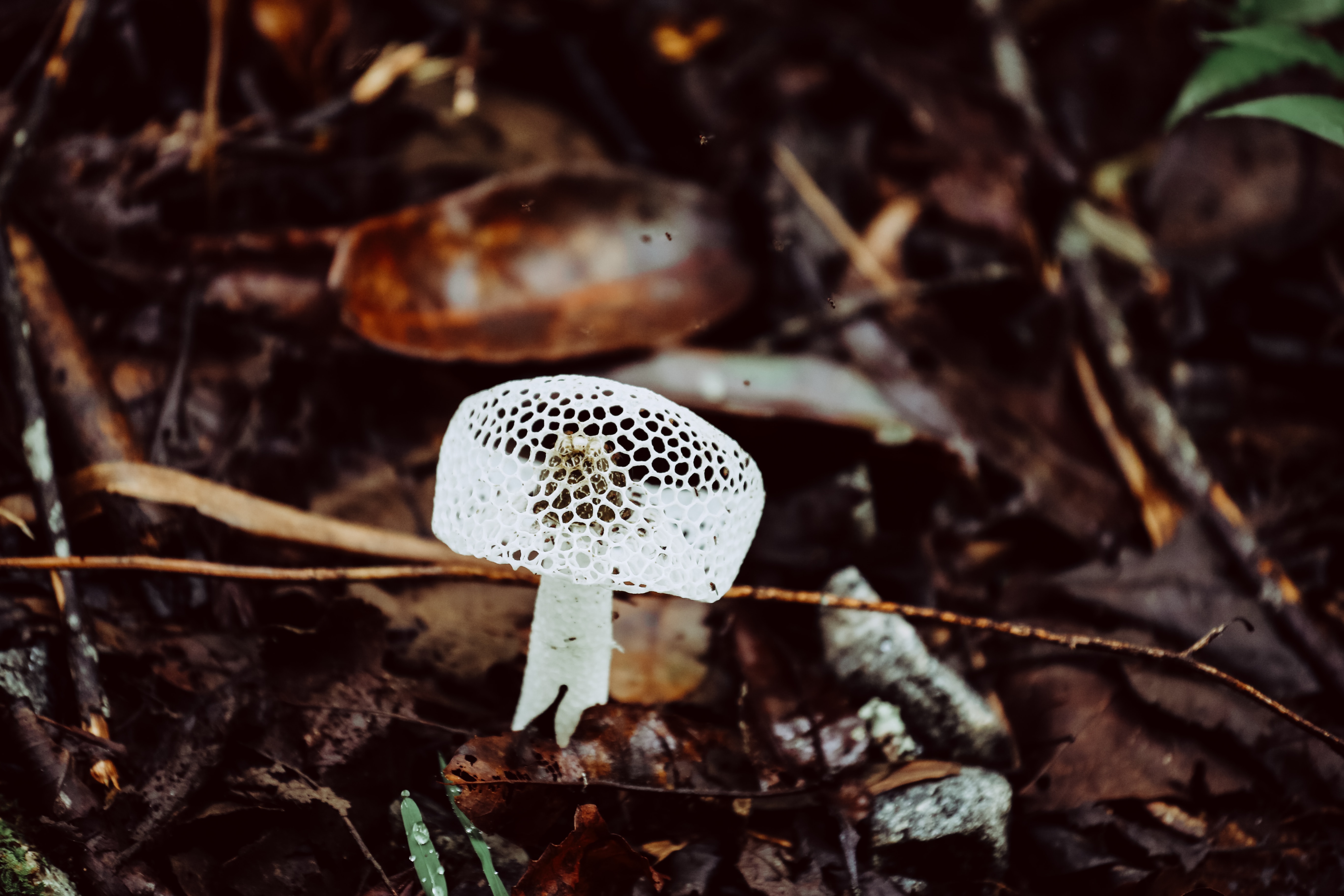 Why Fungus in Ears?