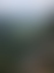 Luz sobre la megafauna de los Andes colombianos