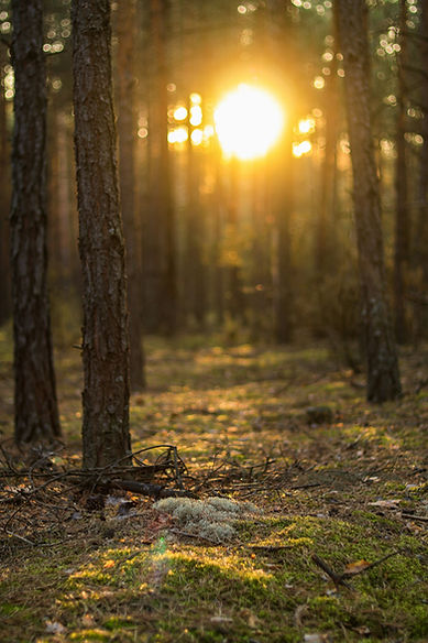 Image by Mateusz Kędzierski