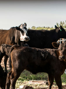 Ganado bovino comiendo en corral de engorda para evaluar conversión alimenticia y eficiencia
