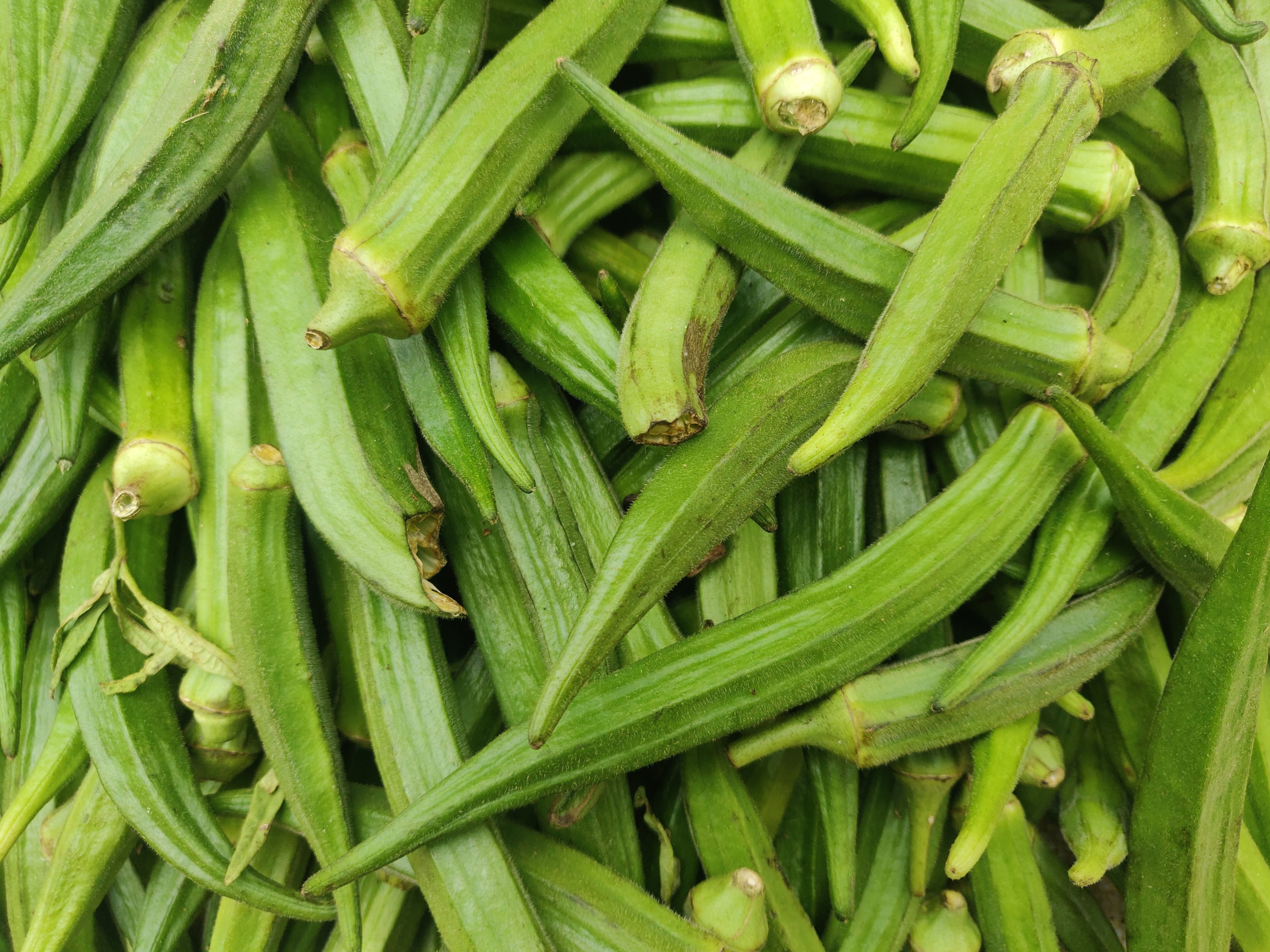Lady Finger(Bendakaya)