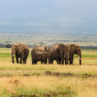 Tarangire National Park safari after Kilimanjaro with elephant herds