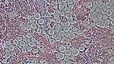 Image by Bioscience Image Library by Fayette Reynolds