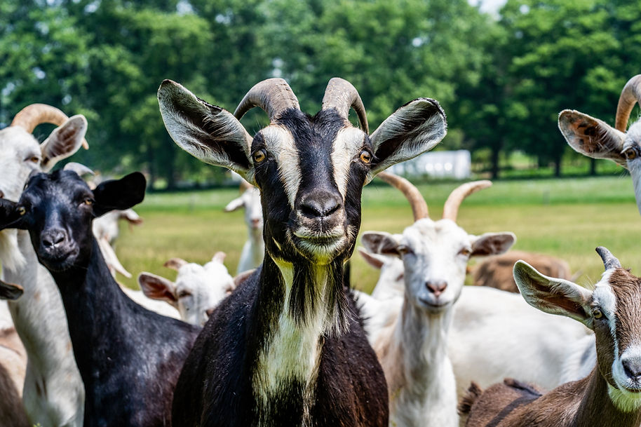 Photograph of goats outside