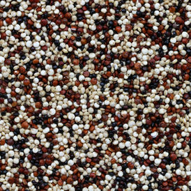 WHY WOULD I ADD GRAINS TO MY DOG'S DIET?