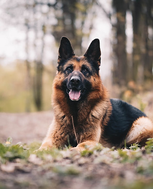 Image by Anna Dudkova