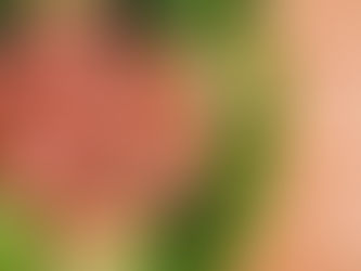 Top 10 Best Eats in Key Largo, Florida Keys