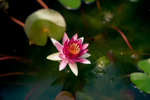 Image by Susie Burleson