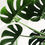 Thumbnail: Monstera Deliciosa