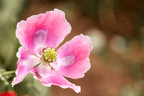 Image by Ingo Doerrie