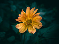 A Critical Look at Flourishing