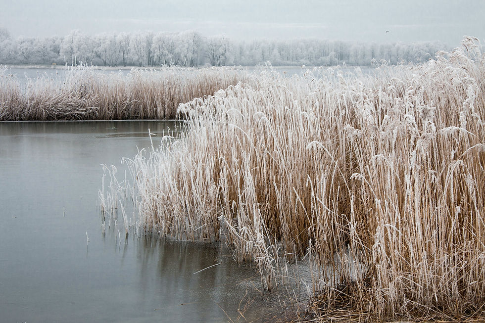 river and tall grass