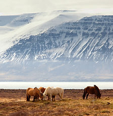 East Fjords, Iceland