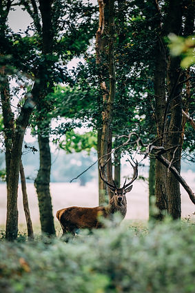 Image by Unleashed Agency