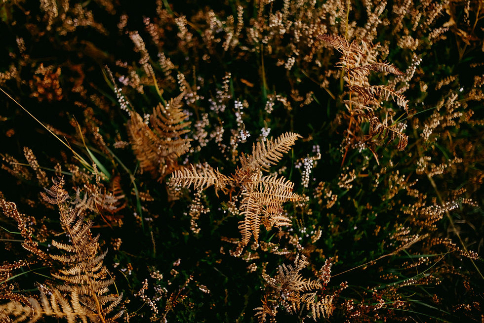 Image by Annie Spratt