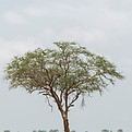 Image by Murad Swaleh