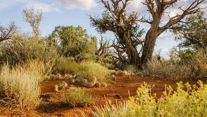 Conservation & Ecology