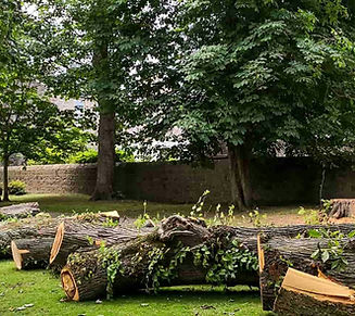 Image by Pinecrest Tree Services