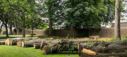 Image by Pinecrest Tree Services
