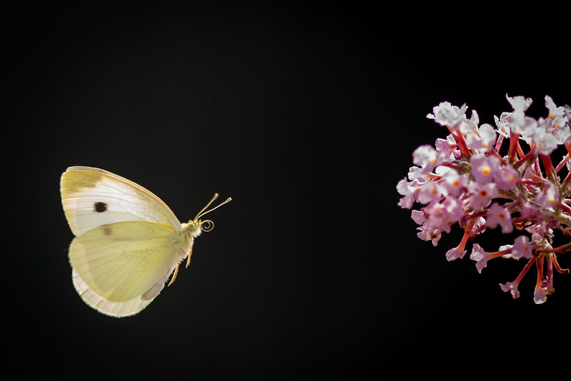Image by Vincent van Zalinge