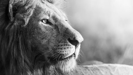 Rise Like a Lion: The Power of Never Giving Up
