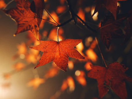 Autumn Leaves