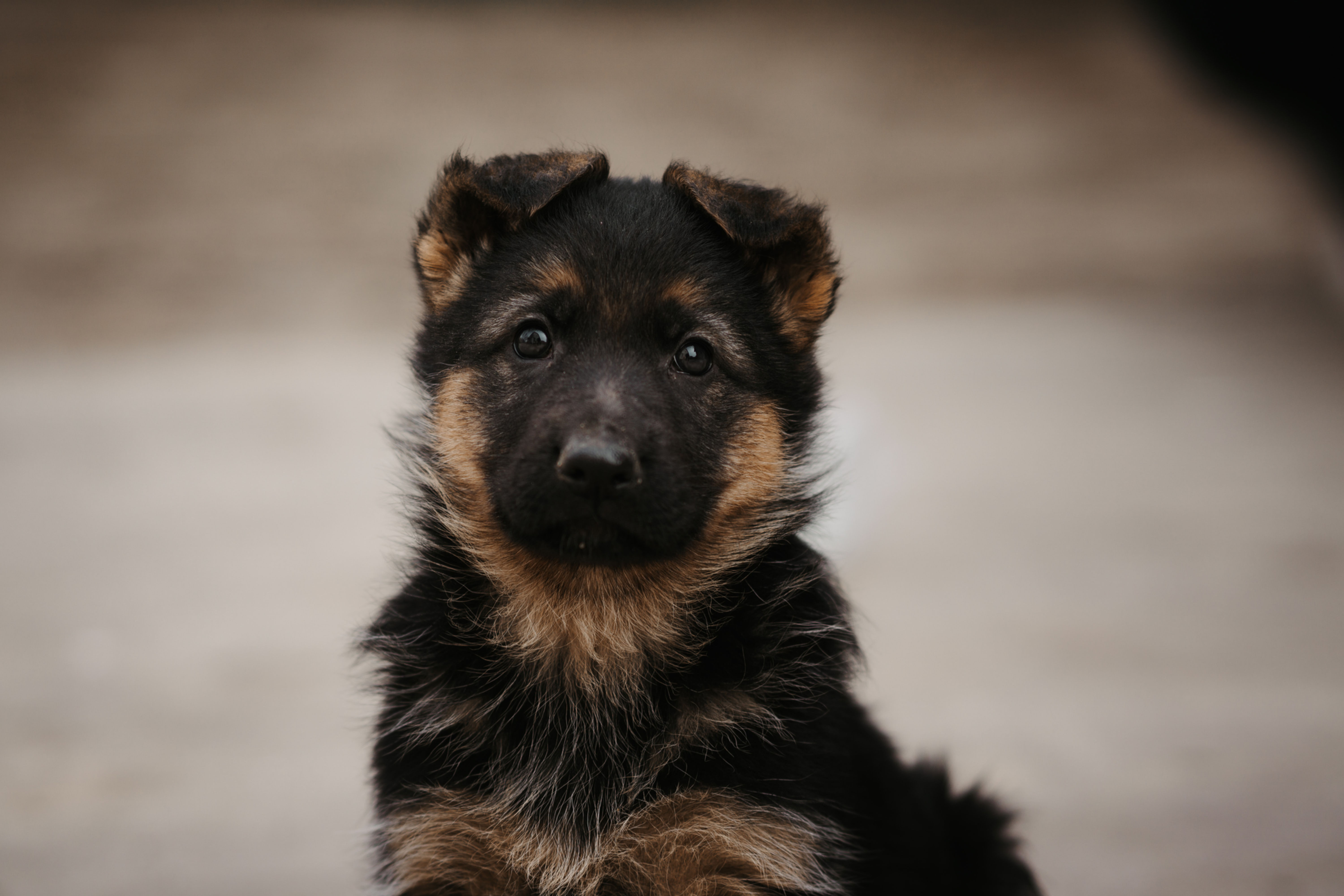 Puppy sitting on grass