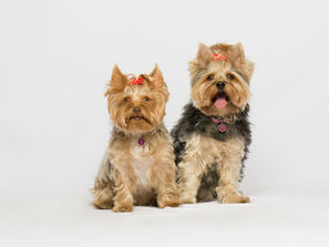 Yorkies - Know Your Breed