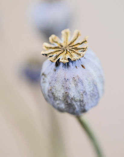 Image de Severin Candrian