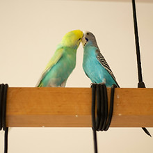 Image de Nina Zaychenko