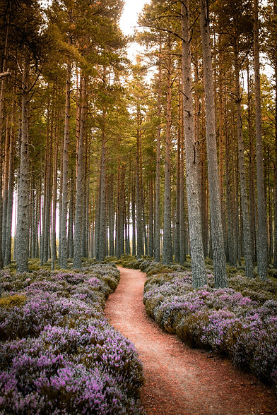 Red path with purple flowers in a pine forest