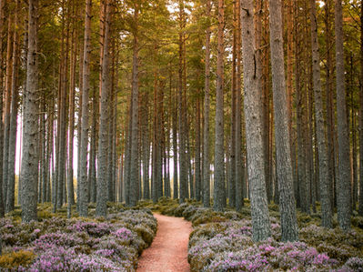 Crafting a Clear Path: Understanding Mission and Vision Statements
