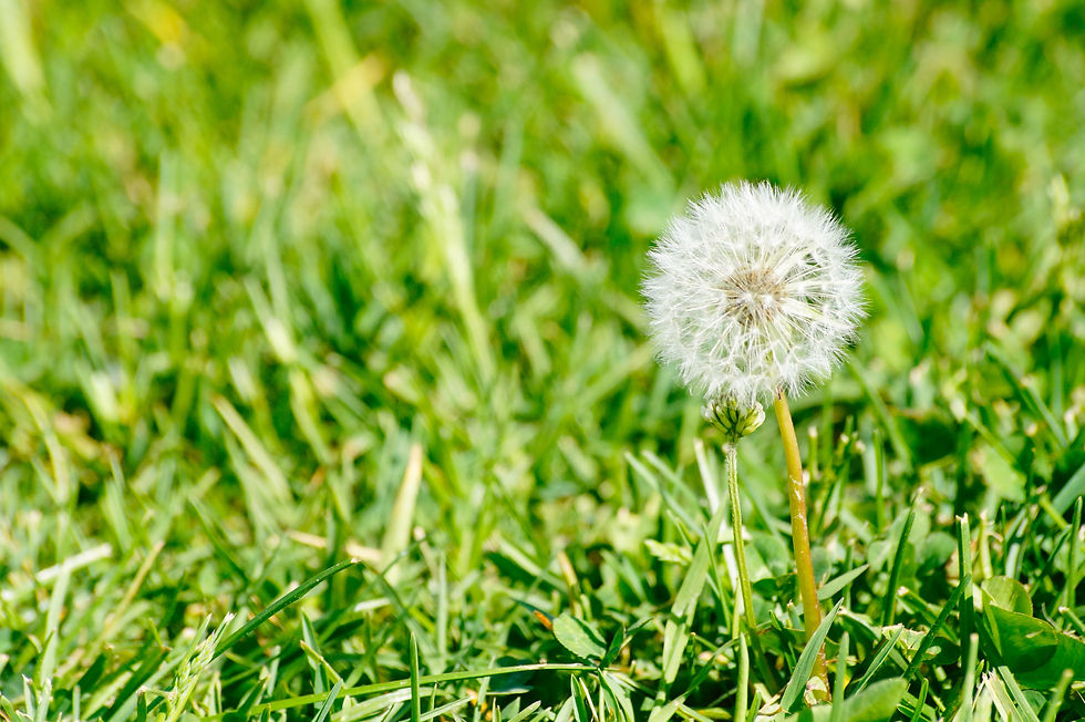 weeds growing in grass