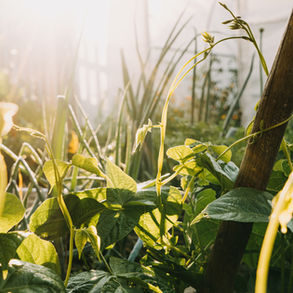 5 Principles of Regenerative Agriculture