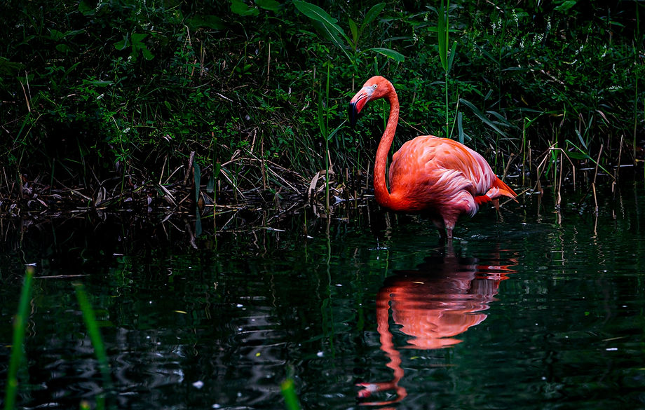 Image by Patrice Audet