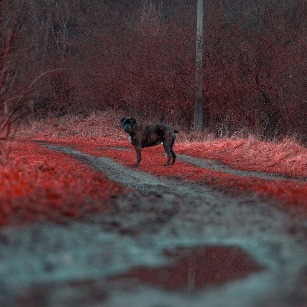 Hund auf Feld mit rotem Moos