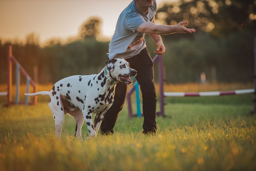 person playing with their dog creating a bond and fitness