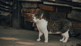 Early FIP Symptoms in Cats | CureFIP™ Official Guide