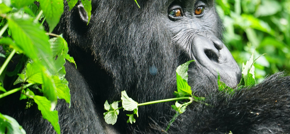 Image by Gurth Bramall