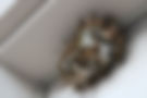 Wasps Nest
