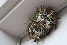 Wasps Nest