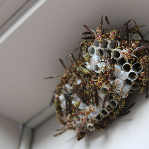 4 Tips for Controlling Wasps Around Your Home and Yard