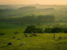 Prosperous Upland Farms Vital To UK's Iconic Landscapes