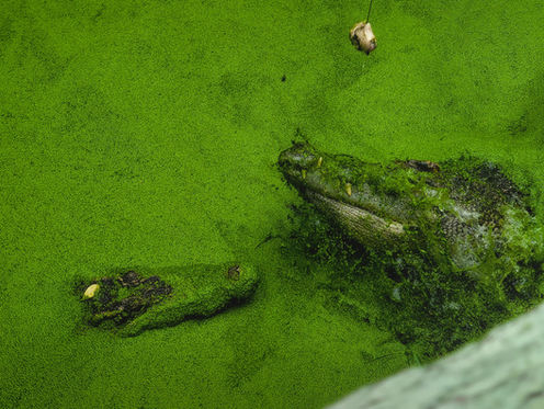 Floração de algas em ambiente eutrofizado