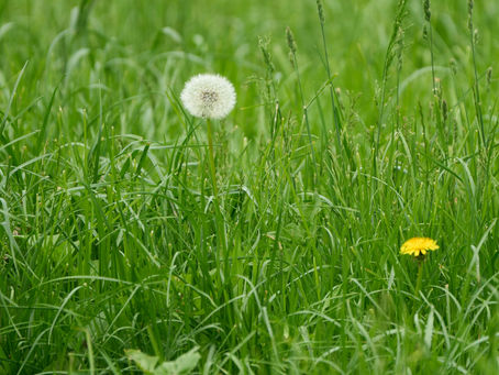Fresh cut grass 