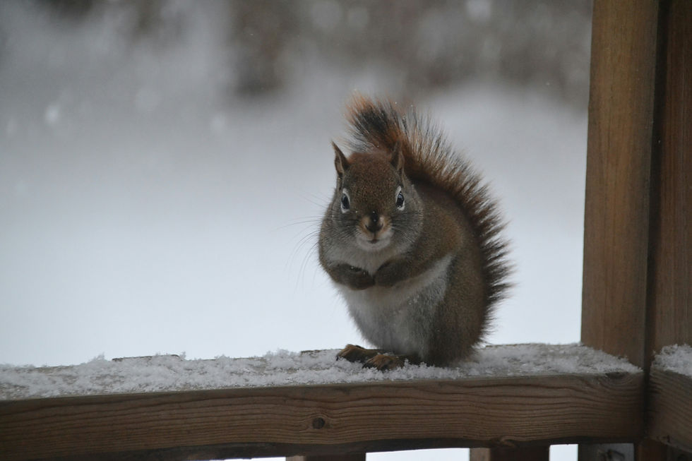 The Post-Holiday Pest Reset: How To Start the New Year Pest-Free