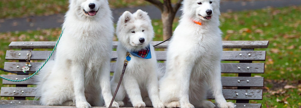 Samoyed for Sale | Pets Shopping Platform | Nearby Pets India